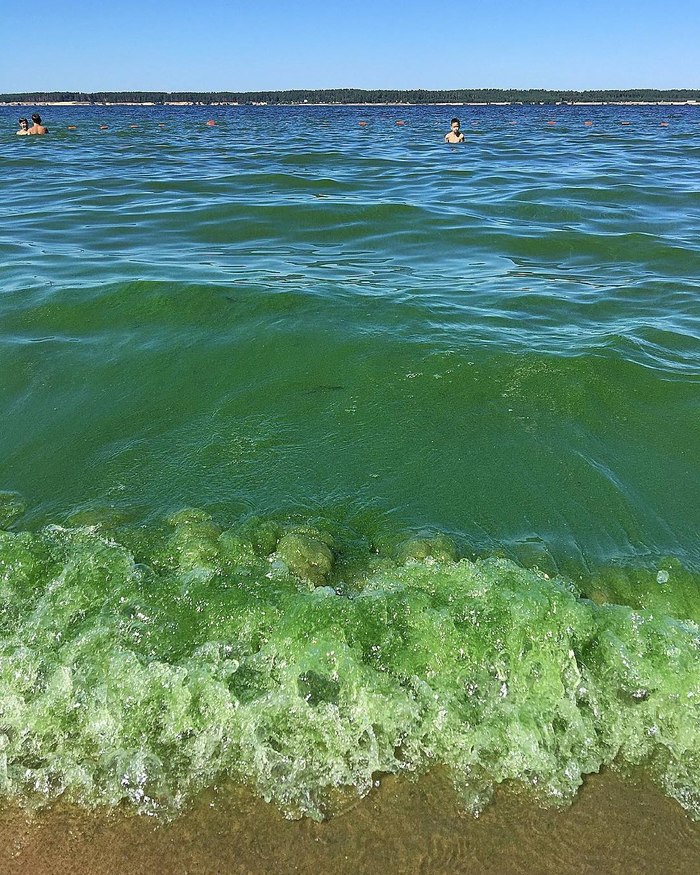 Volga blooms - Volga, Cheboksary, The photo, Seaweed