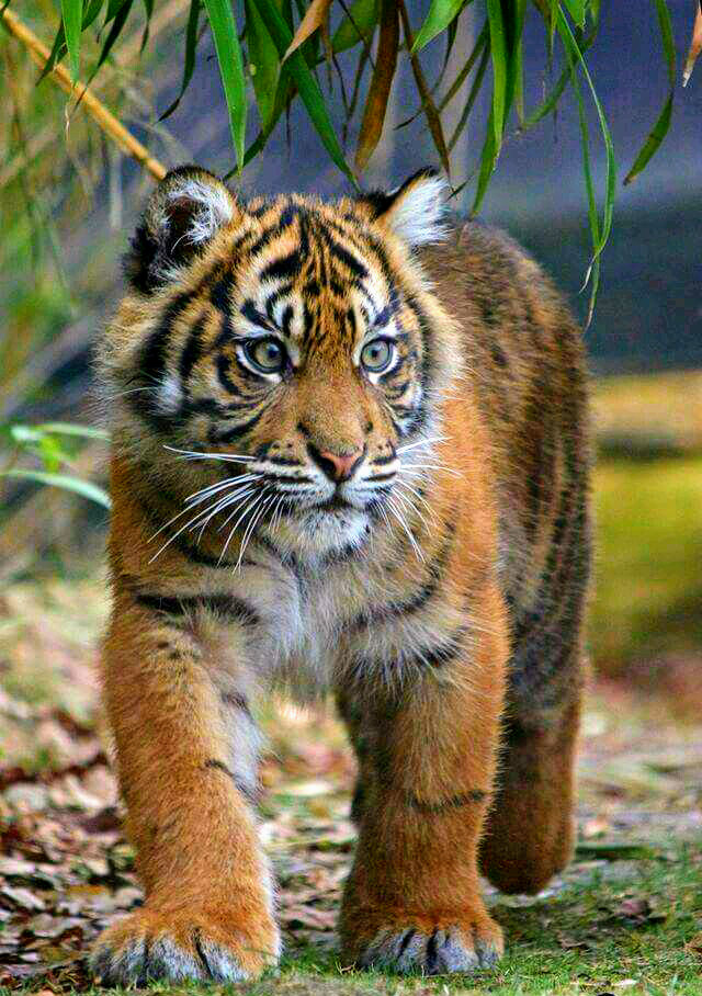 Tiger cub - cat, Fluffy