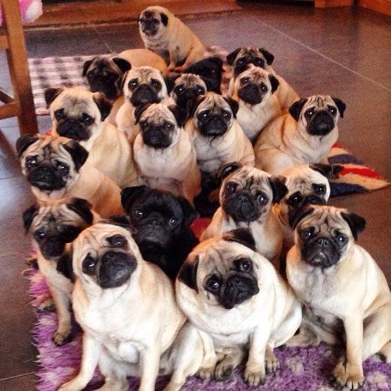 When you really love pugs - Pug, , Milota, Dog, From the network, Longpost