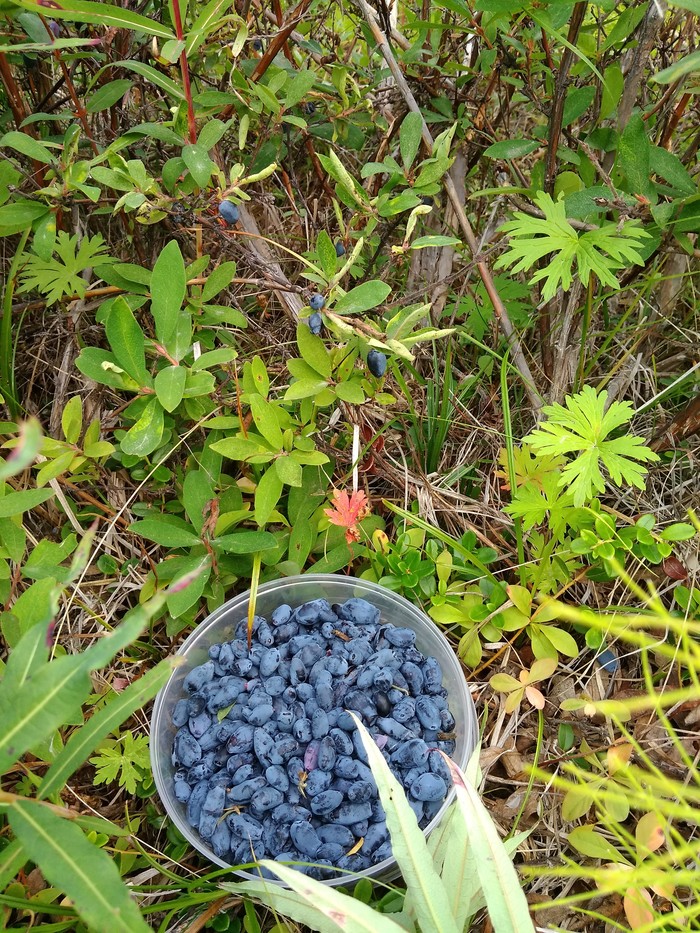 Kolyma nature - Longpost, Kolyma, A fish, My, Berries, Nature