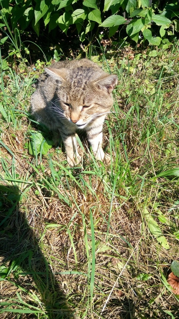 Hachiko feline - My, cat, Lost, Take away, Longpost, Balashikha, Help, No rating, In good hands, Helping animals