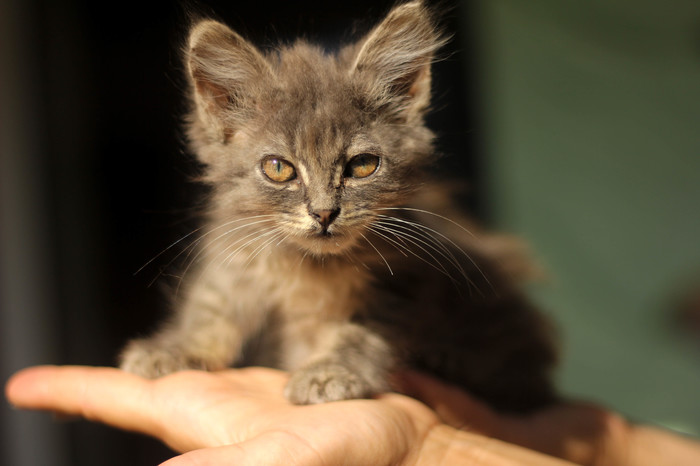 Small cat gremlin. - My, cat, Volunteering, Pets, Foundling, Longpost