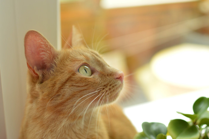 Sir Max 3 years - My, cat, Beginning photographer, The photo, Nikon d3200, Portrait