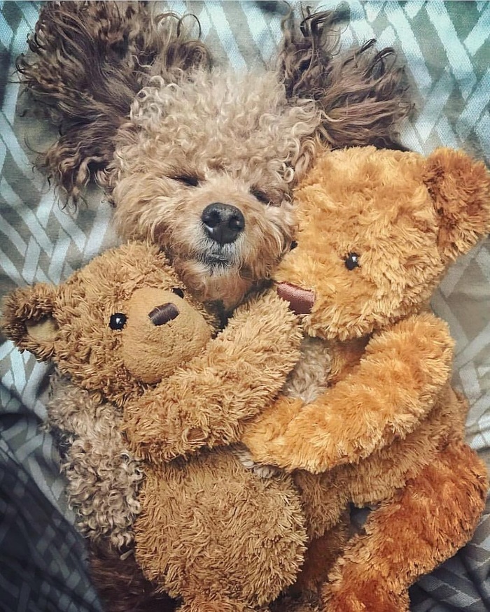 Tired toys are sleeping... - Milota, Animals, Pets, Mimimishno, Toys, Funny, Affection, Dog