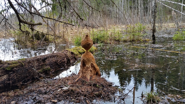 Amazing nearby - My, Animals, Beavers, 