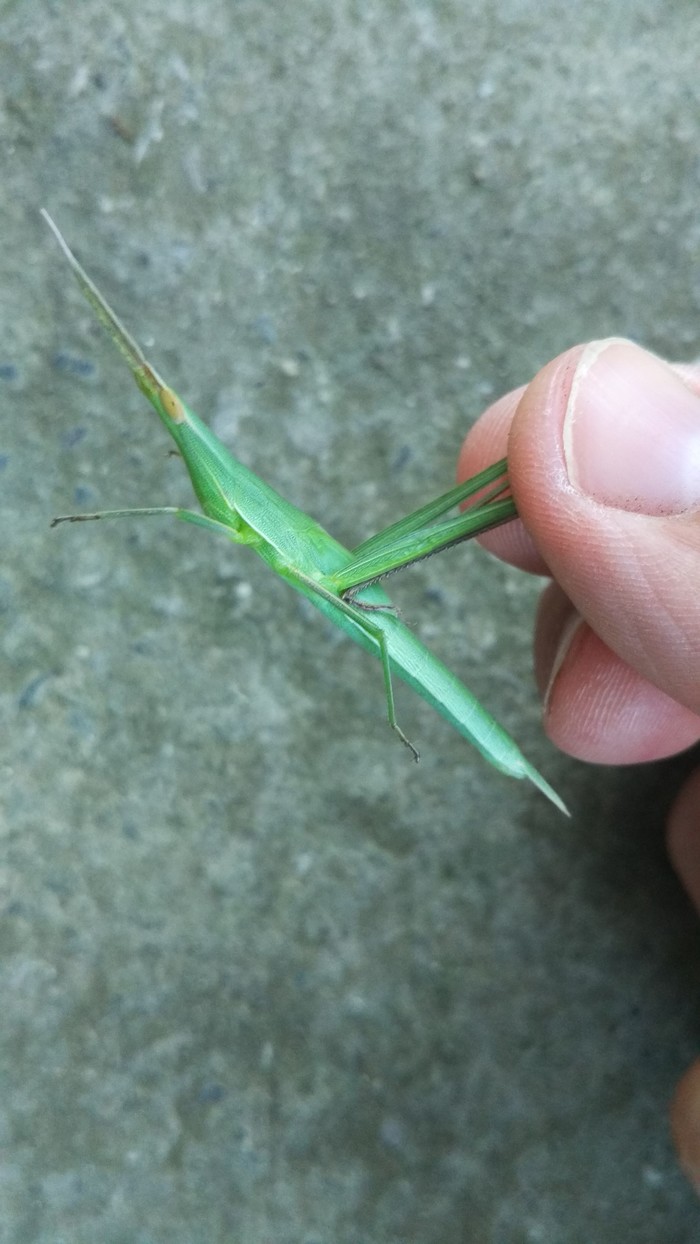 Grasshopper - My, Grasshopper, Stick insect