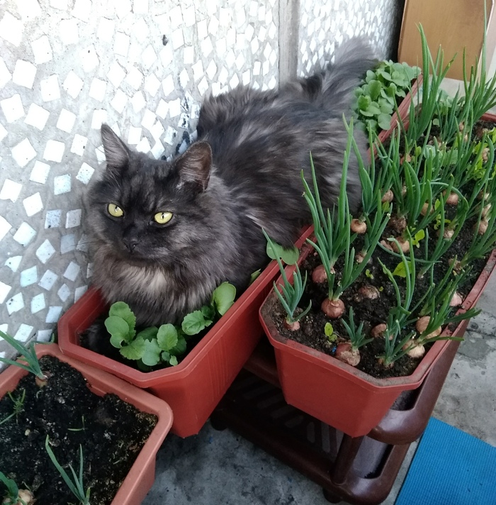 This year I planted dill and onion on the balcony and this is what I have grown: - My, Catomafia, Funny, Market gardener, Longpost, cat