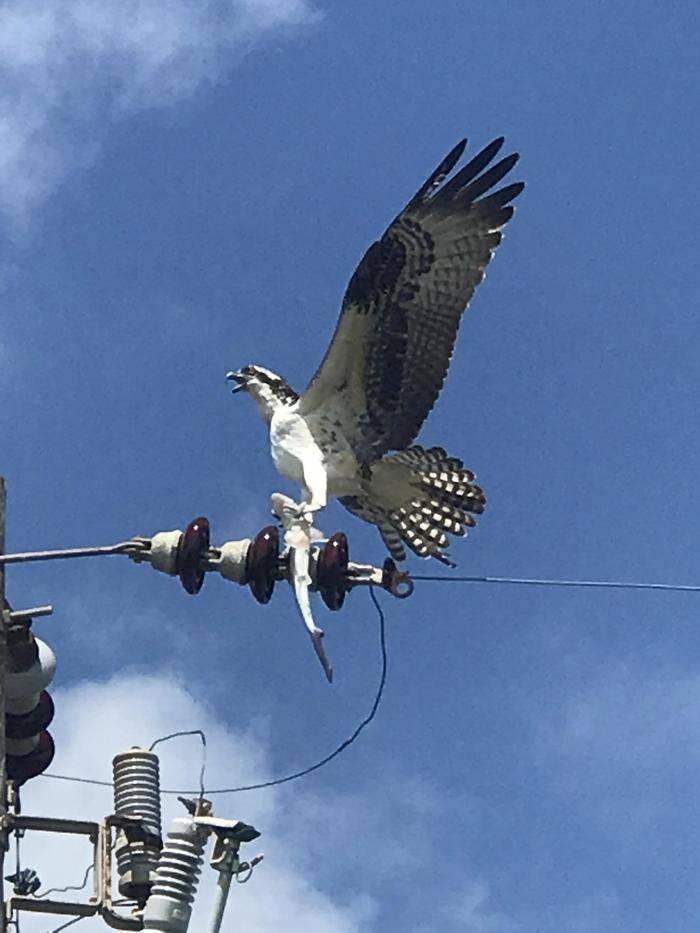 I decided to make a shark barbecue - Eagle, Shark, The photo