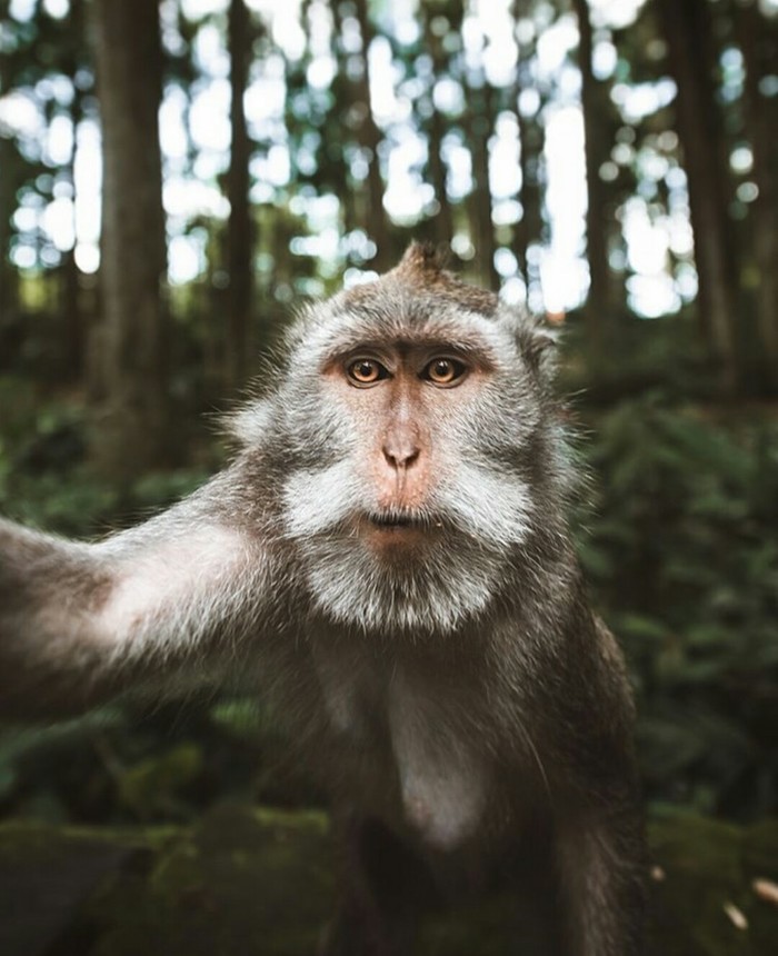 Selfie - Selfie, Animals, Funny animals, Milota, Monkey