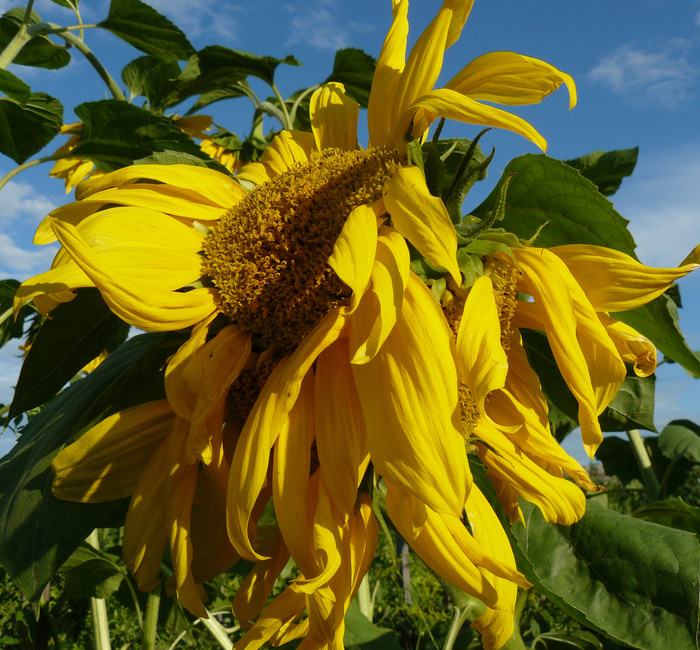 Fukushima sunflowers - My, Sunflower, Mutant, Fukushima, Radiation