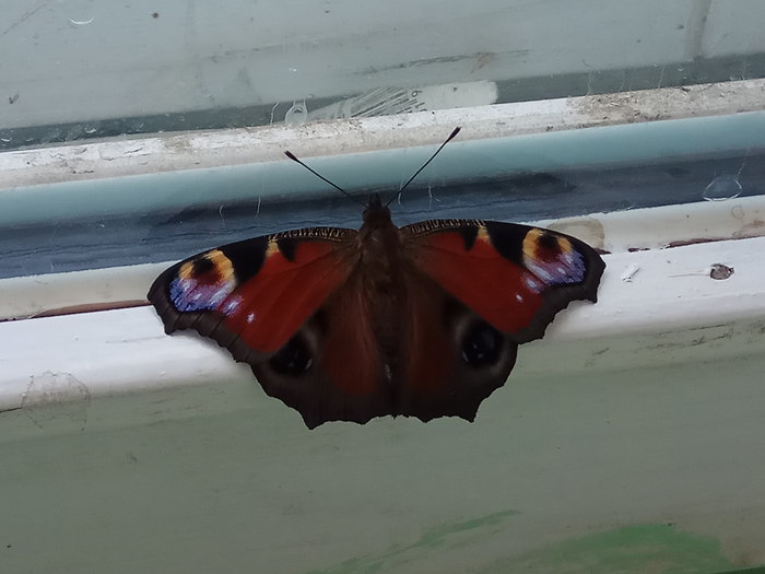 flew in - My, Butterfly, Insects, Peacock's Eye