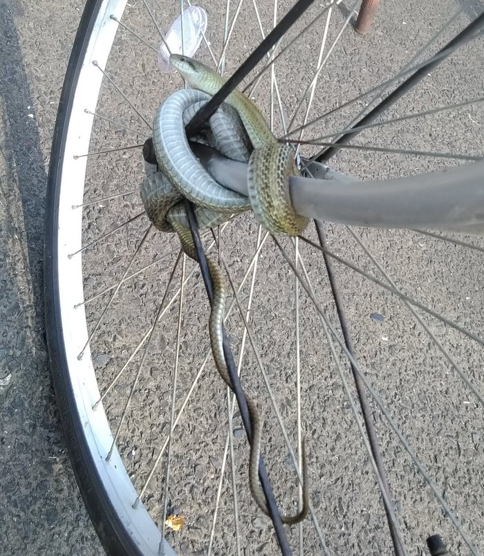 Anti-theft device - Snake, A bike