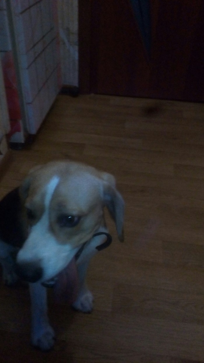 Found Beagle Samara - My, Samara, Beagle, No rating, Longpost, Dog, Found a dog, Lost