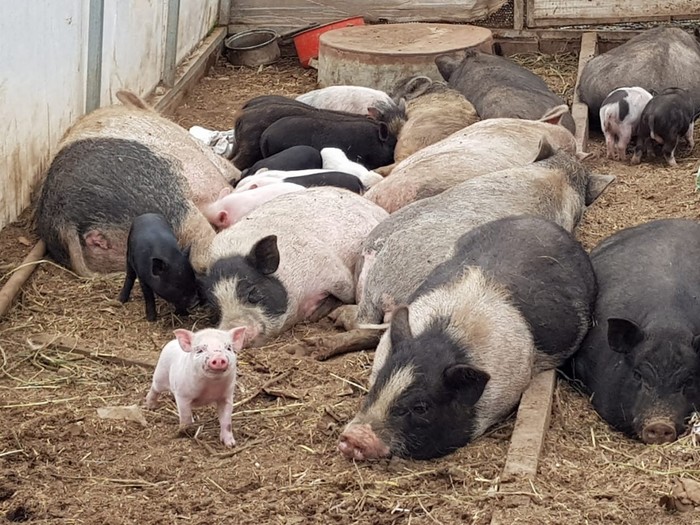 За старшего я! Чё надо?