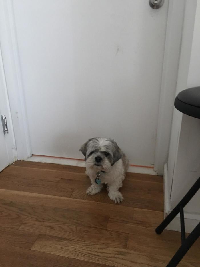 This dog turns into a bouncer and stands at the shower door when my girlfriend walks in - The photo, Animals, Dog, Guys, Girls, Security guard, Reddit