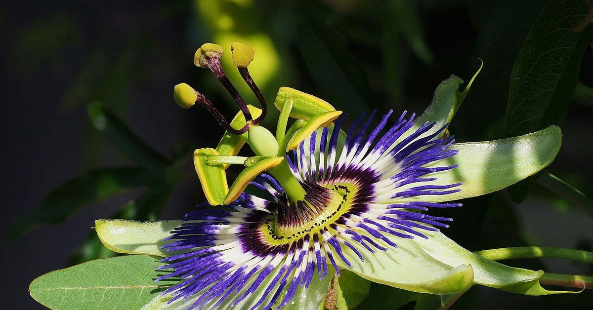 Пассифлора caerulea