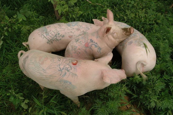 Pig tattoo - Pig, Farm, Tattoo, Longpost