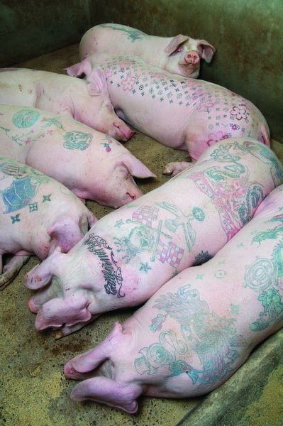 Pig tattoo - Pig, Farm, Tattoo, Longpost