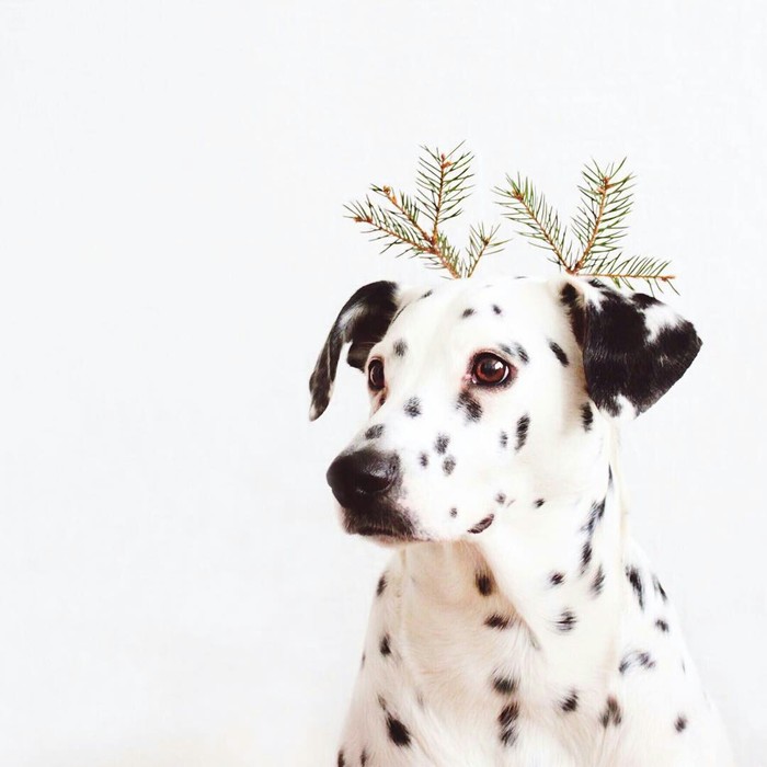 Cute photoshoot of one Dalmatian) - Dalmatian, Animals, Dog, The photo, Longpost