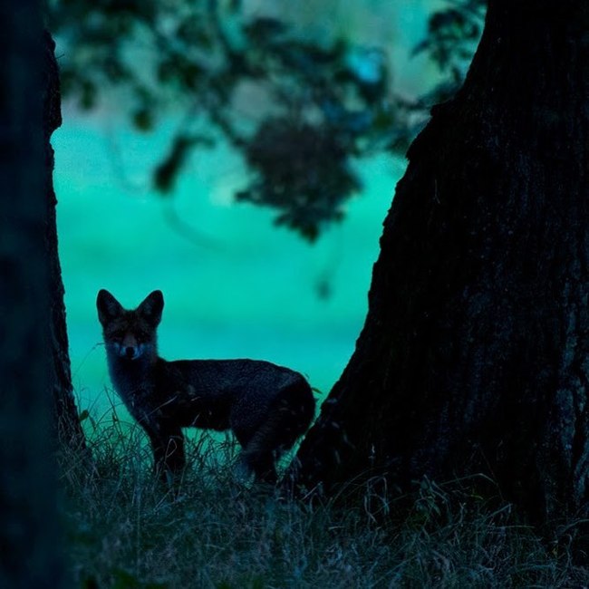 Night is the time of red predators ^_^ - Fox, Redheads, Night, Hunting, Predator, Nature