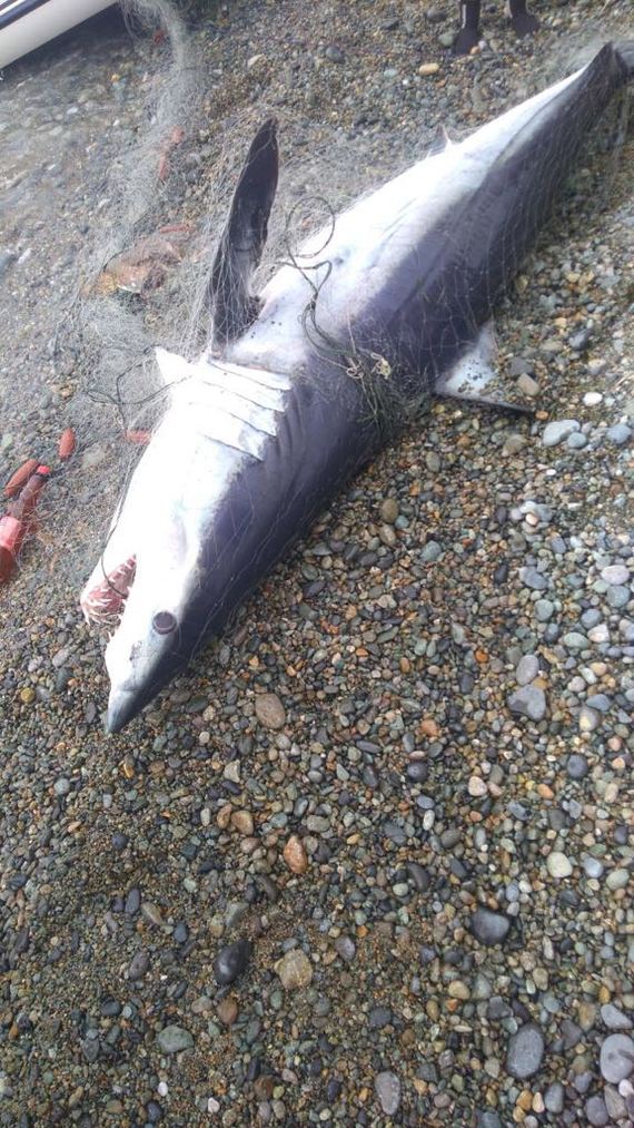 Shark - Shark, Black Sea, Catch, Longpost