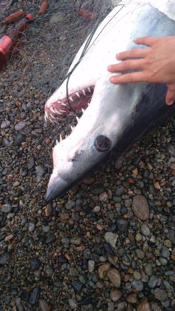 Shark - Shark, Black Sea, Catch, Longpost