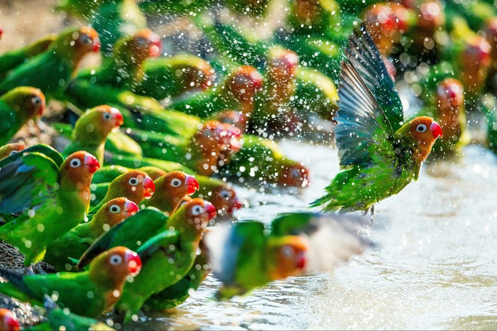 Lovely parrots to you =3 - A parrot, Milota, Bathing, summer heat, Heat, Bathing