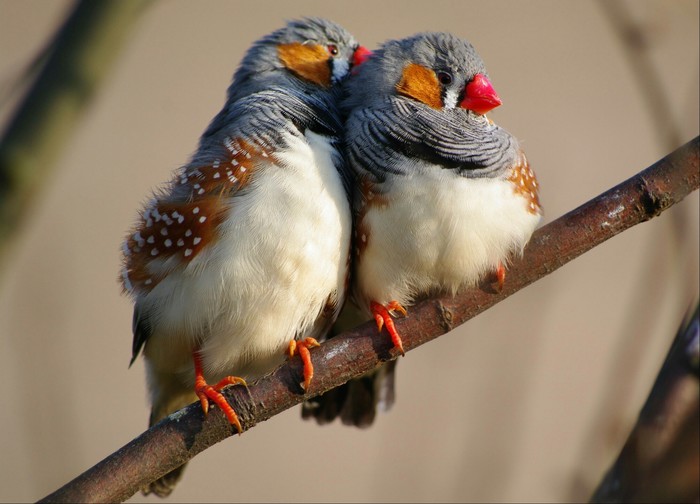 Old finches chicks are born with short telomeres, develop quickly, die early - Birds, Telomeres, Biology, Longpost