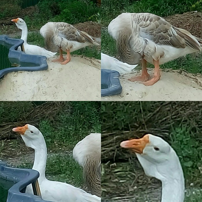 well you are a goose - My, Goose_humor, Goose_blogger, Гусь