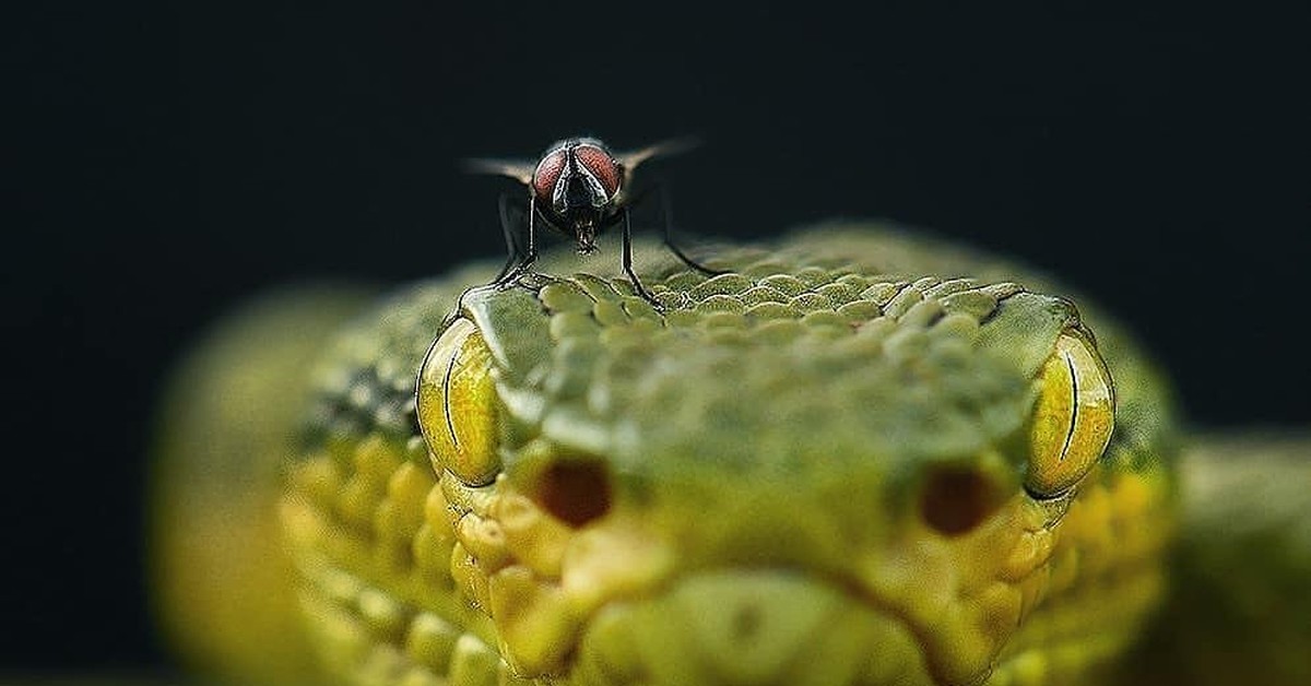 Змей муха