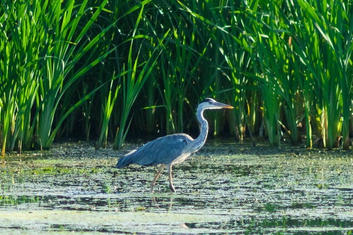 Photo hunting for birds - My, The photo, Photo hunting, Birds, Summer, Landscape, Longpost