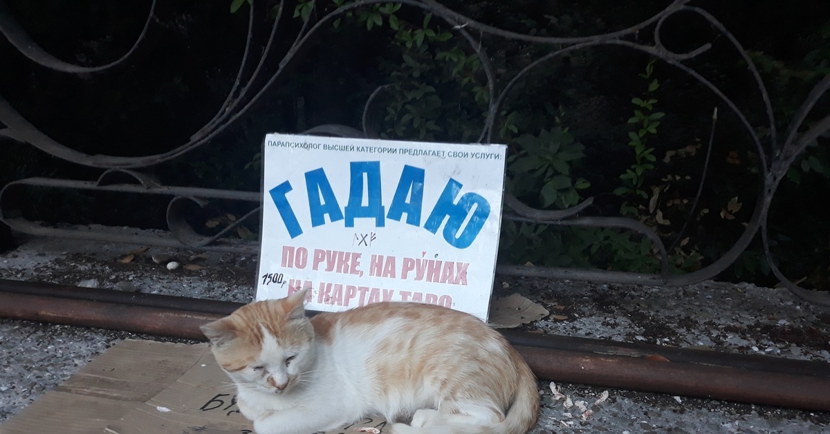 Кот гадает
