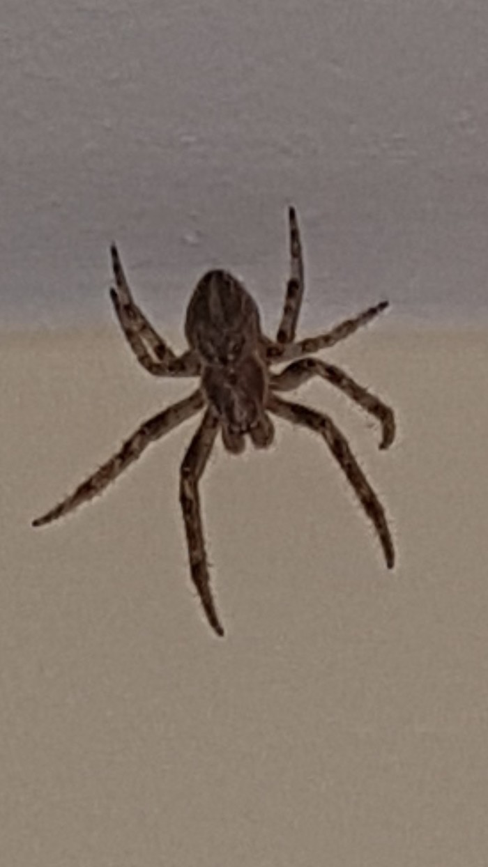 What kind of spider? - My, , Spider, Milota