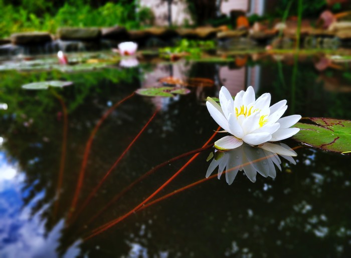 Moscow region: water lily / water lily - My, The photo, Mobile photography, Nature, , Water lily, Подмосковье, Legend, Photographer