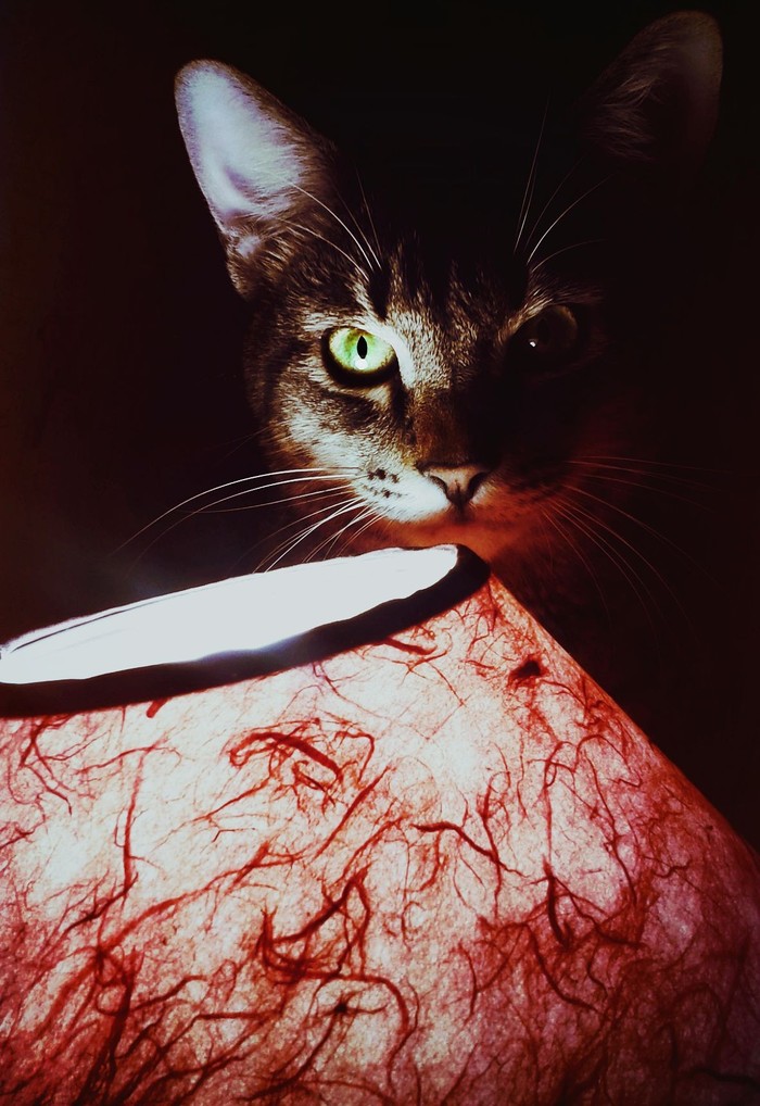 Another cat lamp. - My, , Cat with lamp, Pet, cat, The photo, Pets