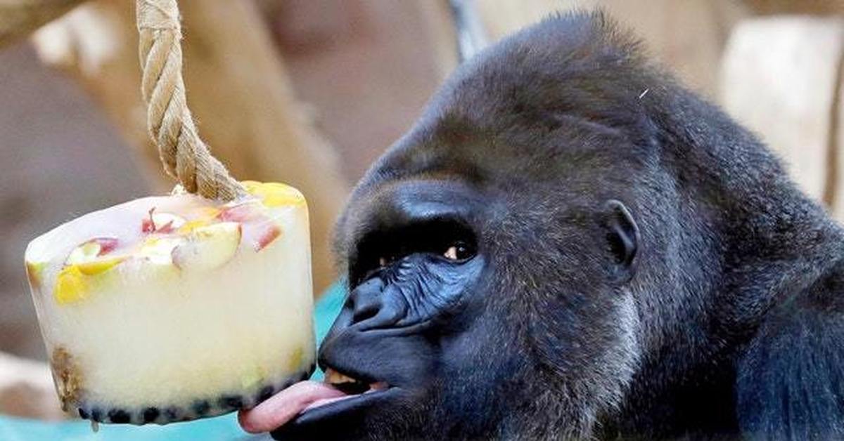 Фото gorilla персик. Что едят обезьяны. Обезьяна кушает. Горилла ест. Животные едят.