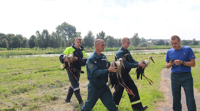 In Lyakhovichi, rescuers pulled three storks out of the river - Stork, Rescuers, Good deeds, Ministry of Emergency Situations, Longpost