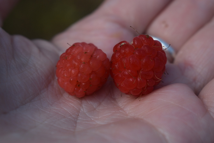 Some vitamins. - My, Macro photography, Photo on sneaker, Macro, , Raspberries