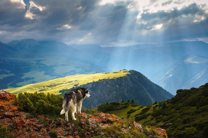 What a large area for walking - thought the dog. - The national geographic, The photo, The mountains, View, Beautiful view, Dog