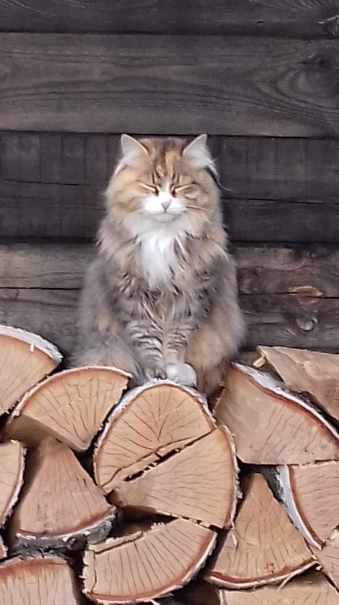 We are not in a hurry, everything goes on as usual... nihilism? - My, Calmness, , cat, Firewood