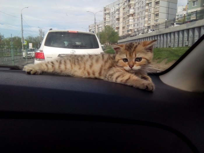 Kote the motorist - Milota, cat, The photo, Catomafia