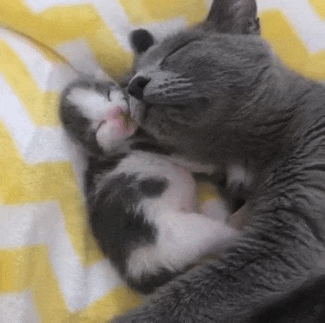 Кошечка с котенком