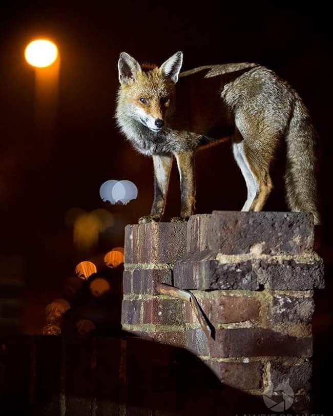 Night, street, lamp, Fox! - Fox, Night, Predator, Redheads, Milota, Animals, The photo