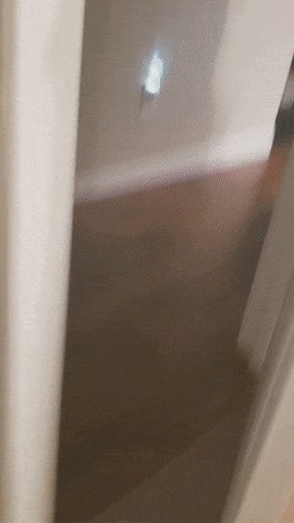 Идеальная собака