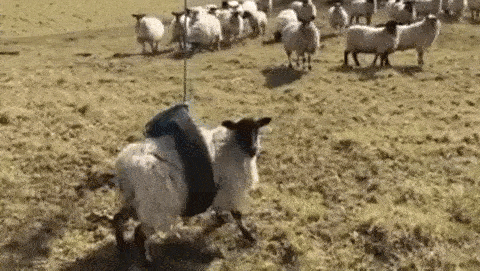 Иногда овцы попадают в интересные ситуации