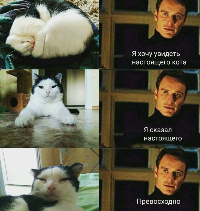 Настоящий кот - Кот, Мемы