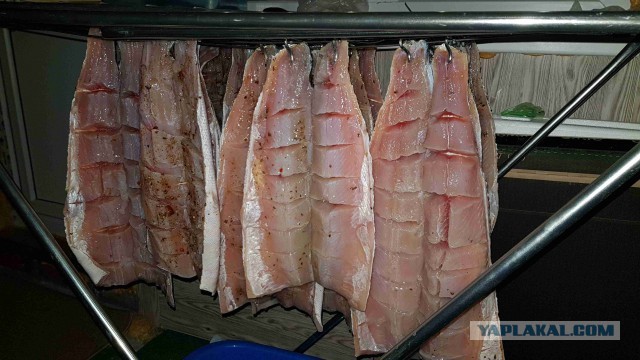 Salted smoked fish - Food, Recipe, Cooking, A fish, Smoking, Bloater, Longpost