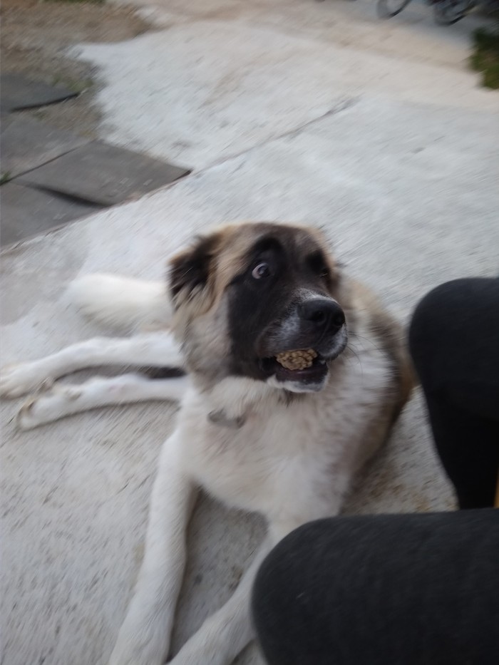 He was very surprised when he was told not to eat the cones! - My, Lord, St. Bernard