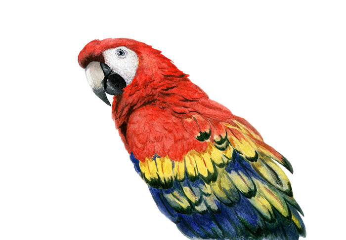 He looked around to look. - My, Painting, A parrot, Macaw parrots, Watercolor, Drawing, Animalistics, Creation, Birds