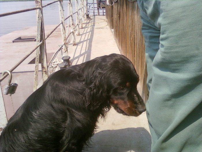 Volgograd and Astrakhan, a hunting dog of the breed, presumably a Gordon Setter, was found! - My, , Found a dog, Volgograd, Astrakhan, Dog, In good hands, Longpost